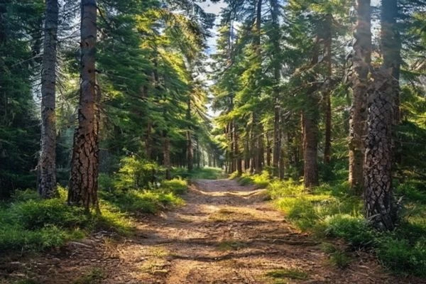 wide dirt hiking trail winding through tall pine trees in forest