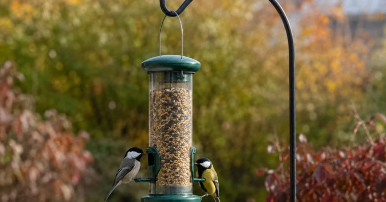 Best Bird Feeders: 6 Top Picks for 2026