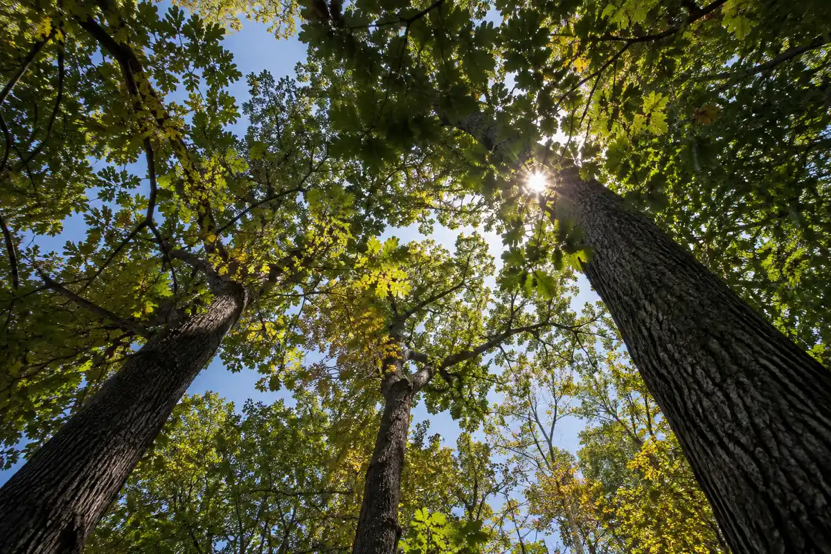 Looking up through a forest canopy at a pale evening sky