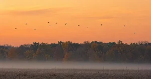 Fall bird migration: a flock of songbirds silhouetted against a dawn sky
