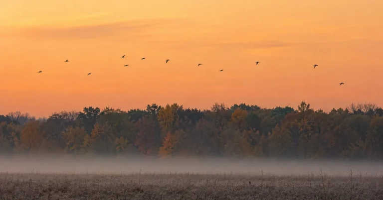 Fall Bird Migration: 7 Easy Ways to See It