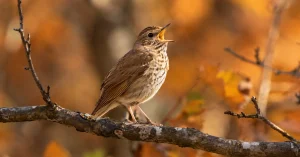 Identify birds by song, a songbird singing on a bare branch in autumn woodland