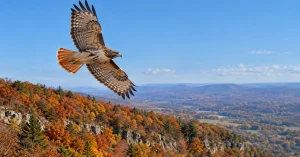 Red-tailed hawk soaring over the Hawk Mountain ridge in autumn color